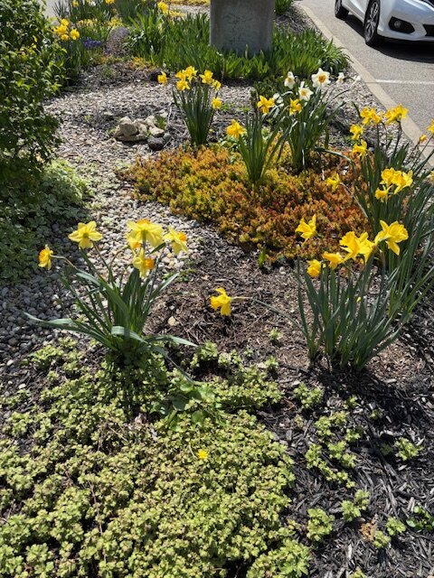 Tulips blooming in garden near the street with parked white car