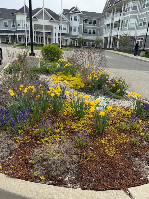 Tulips and yellow daffodils in garden bed in front of senior community building