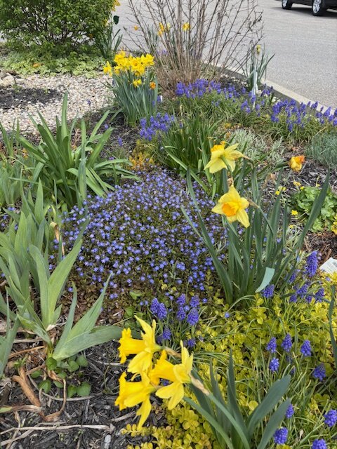 Blooming flowers in garden near parking lot